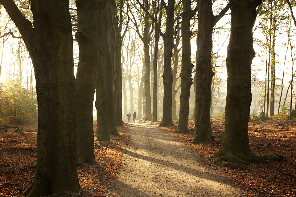 Experiencing autumn on the Veluwe